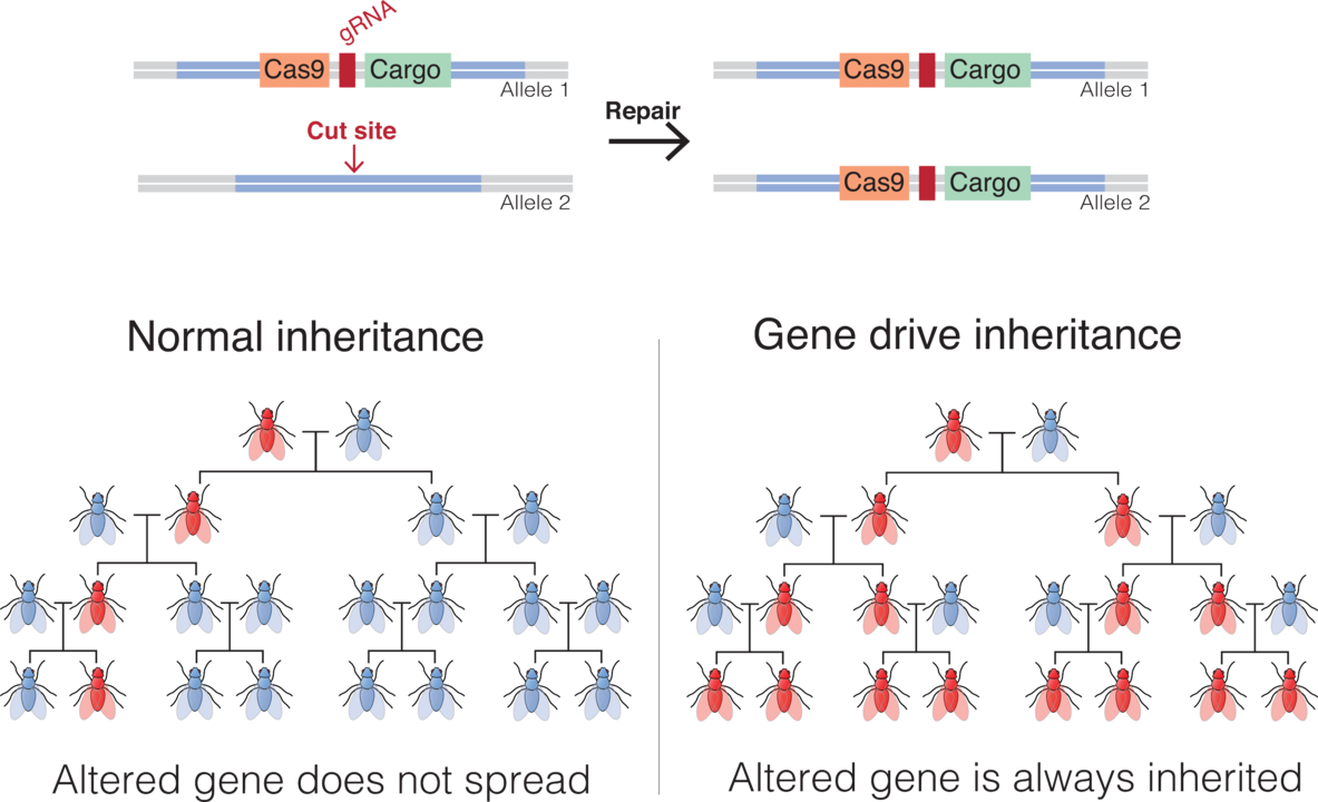 Diagram explaining CRISPR-Cas9 gene drive