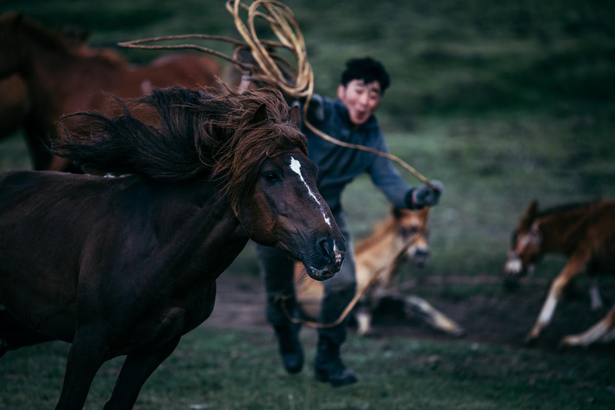 A scene from a mare’s breaking. The horse is trained to carry a rider in the saddle.