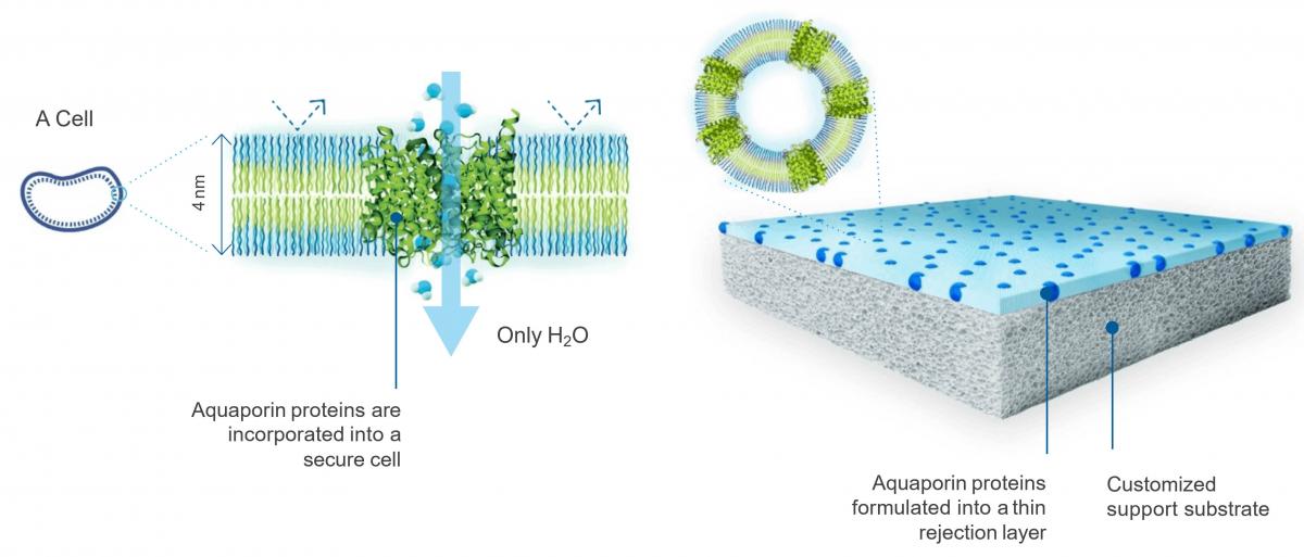 Inside view of aquaporin water filters.