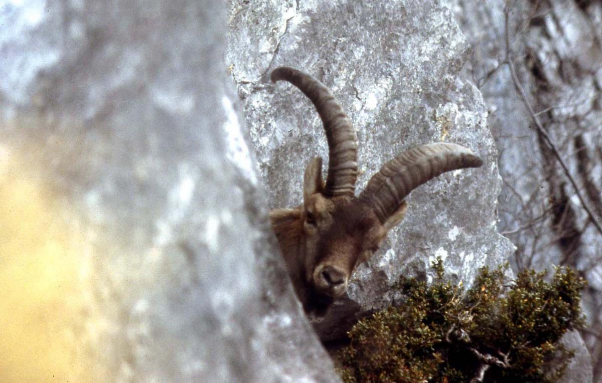 A male Pyrenean ibex in the wild, peeking out from behind a cliff