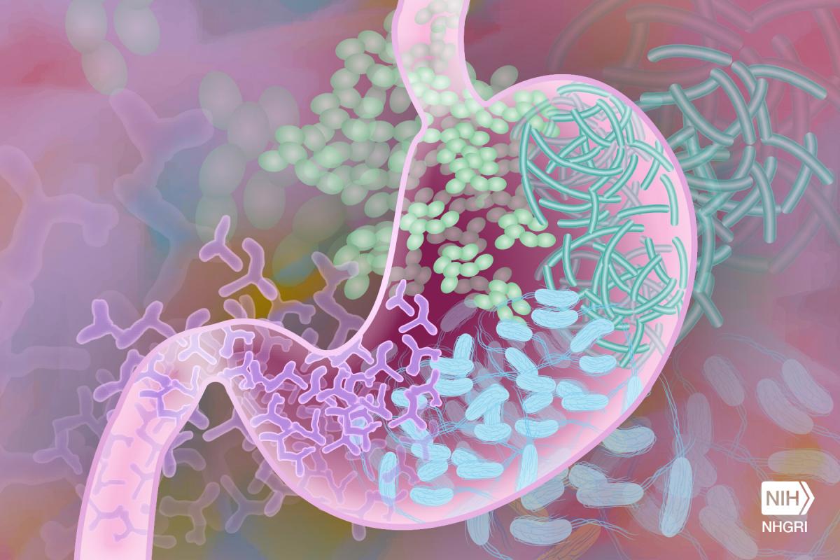 Illustration of a stomach with various kinds of bacteria.