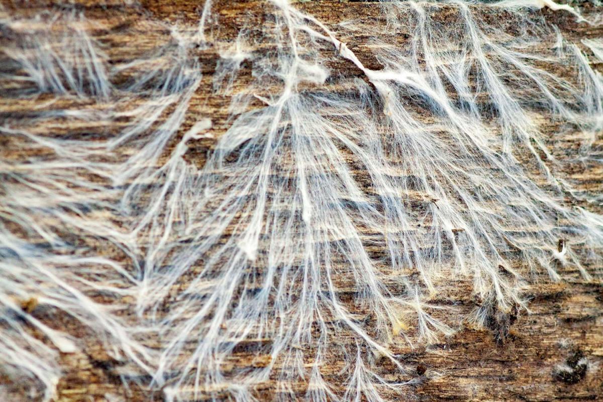 Mycelium is the root system, cross-section of a seedling connected to the mycorrhizal network.