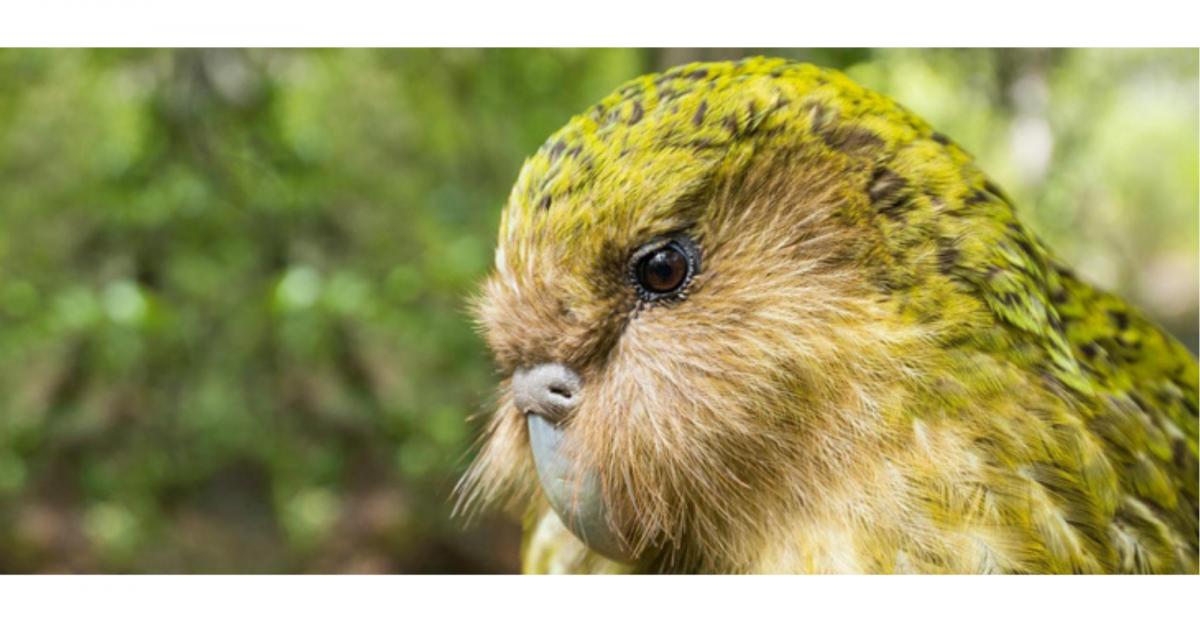 kakapo giant flightless nocturnal parrot of New Zealand, moss green mottled with yellow and black with the grey bill, legs and feet with pale soles.