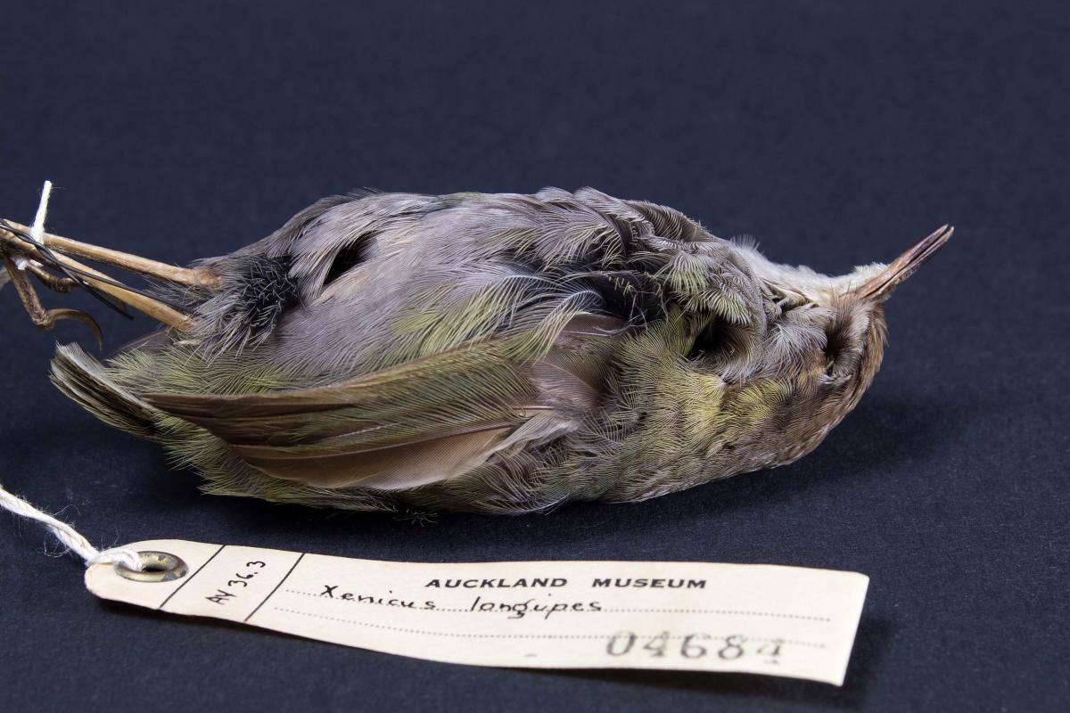Museum exhibit of (taxonomical) bushwren bird on blue surface with a tag having the species name 
