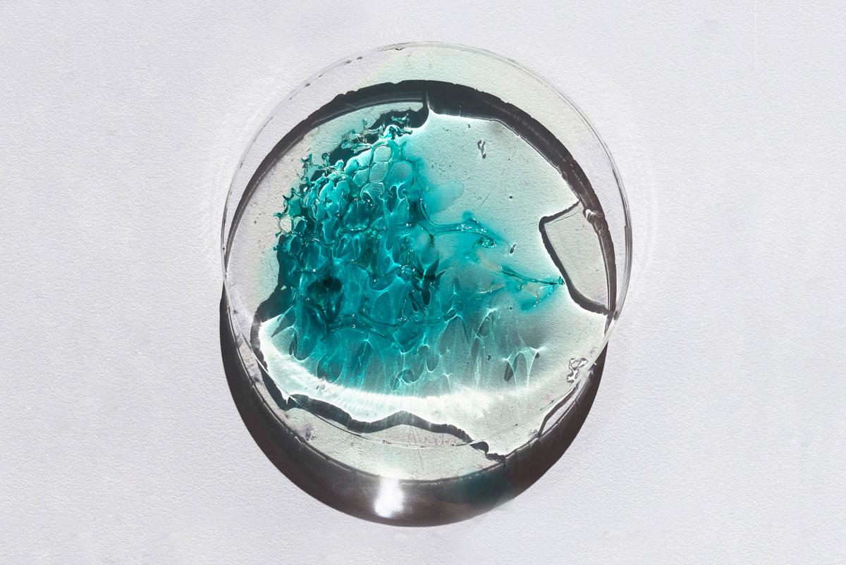 green material inside petri dish