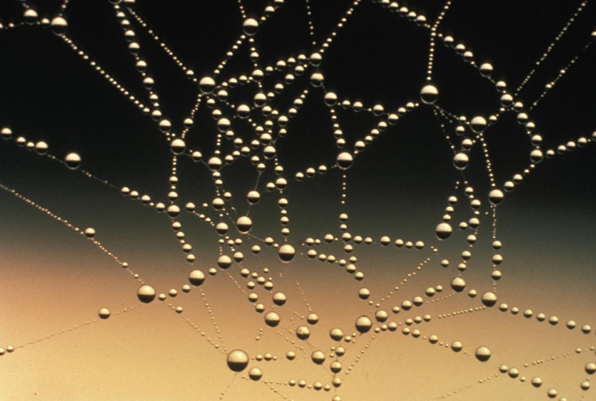 A spider web with small water droplets hung to it like pearls on a string.