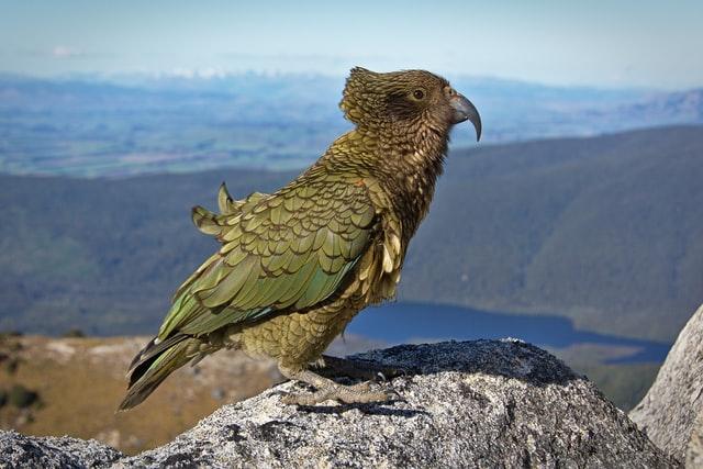Kea perched on a rock with mountains in the background
