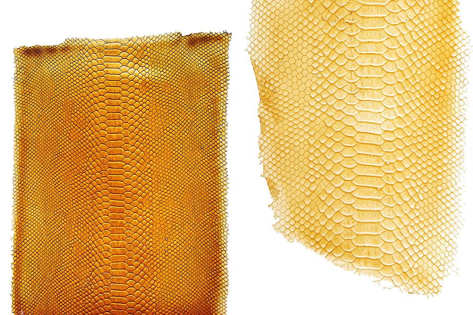 two pieces of Exotic texture bioleather made using seashell food waste