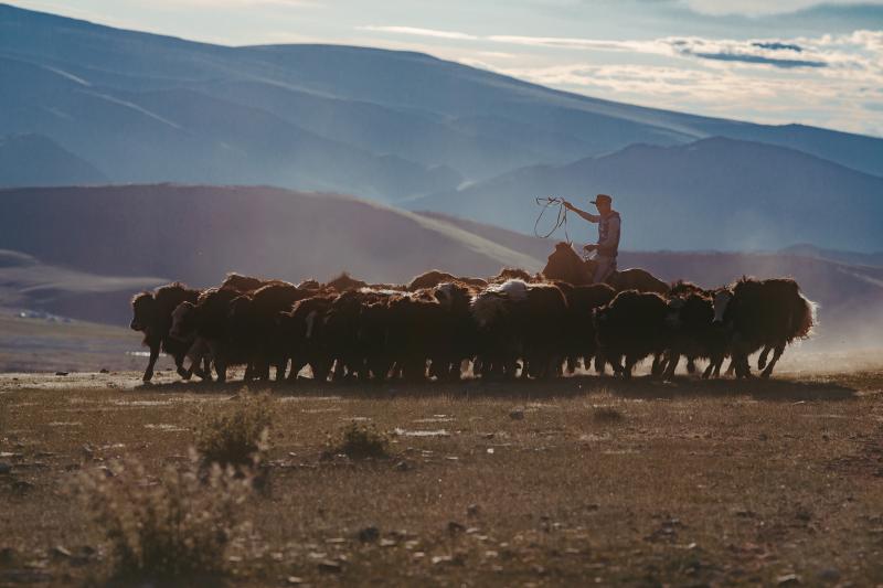 Kazakh nomads breed sheep, goats, cows, yaks, camels and horses. Some herds count more than a thousand animals.
