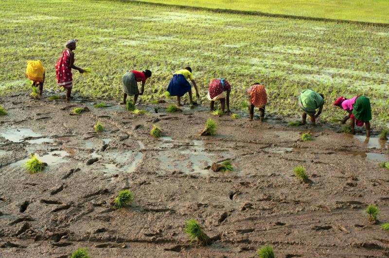 India Koraput tribe working on rice paddy 