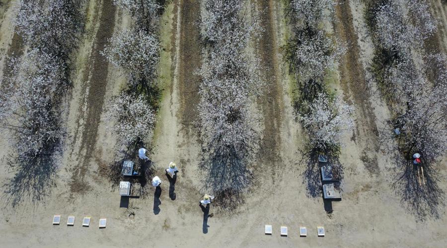Top view of an almond orchard with beekeepers in beekeeping suit tending to beehives