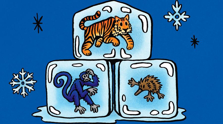 Illustration of the Siberian tiger, the Colombian spider monkey and the long-beaked echidna, each embedded in a cube of ice against a blue background decorated with snowflakes