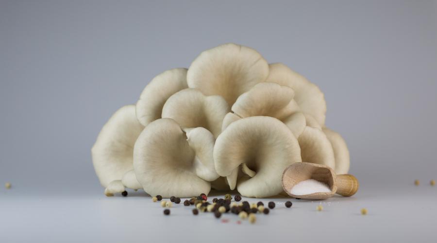 oyster mushrooms, grey background