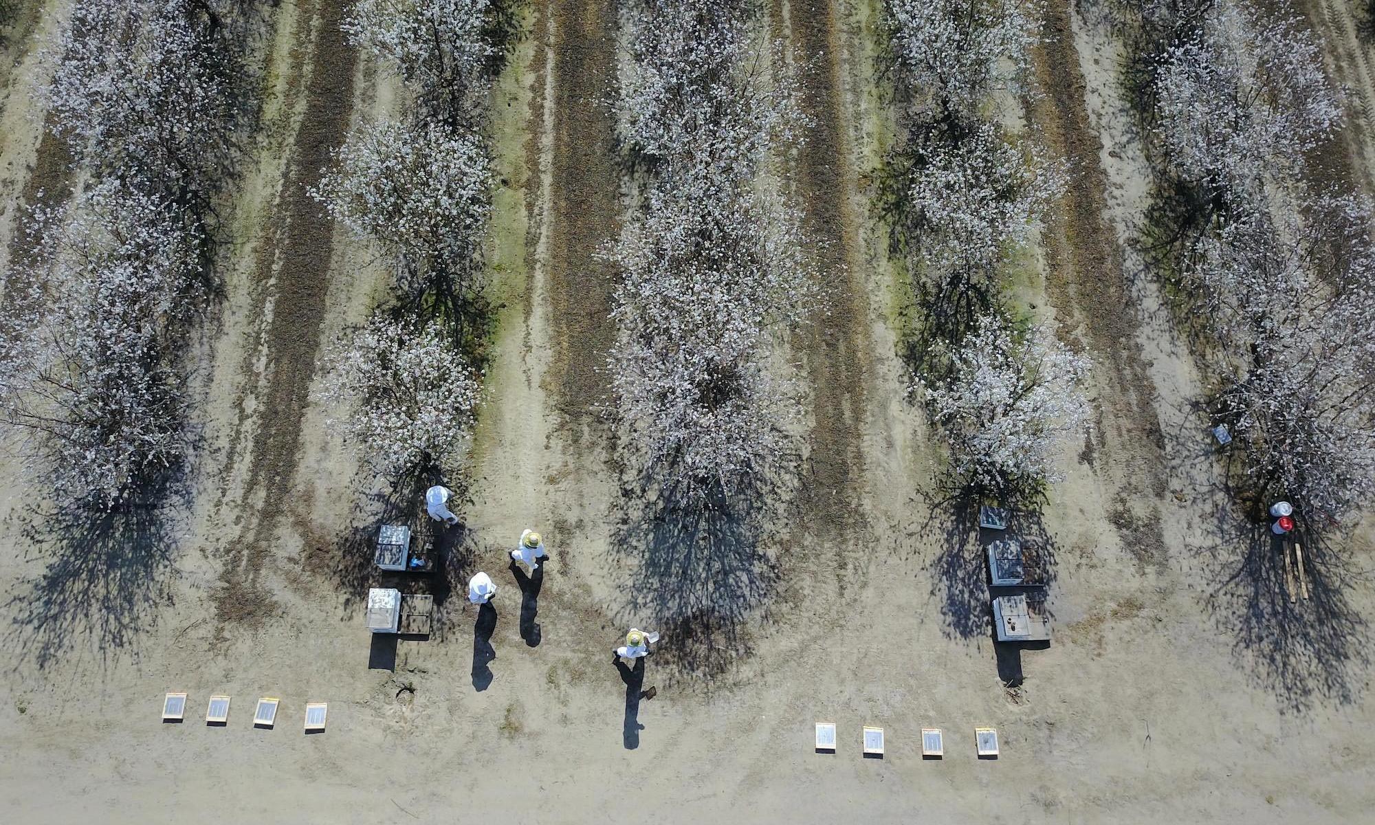 Top view of an almond orchard with beekeepers in beekeeping suit tending to beehives