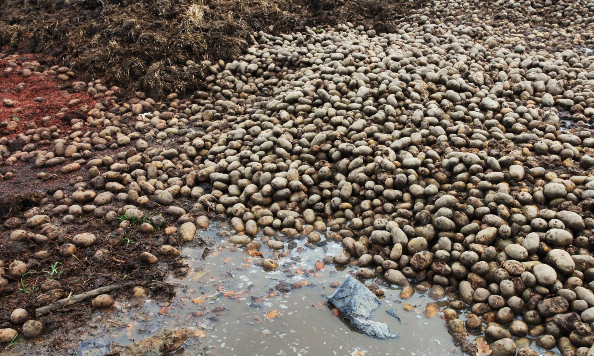 Piles of waste potatoes